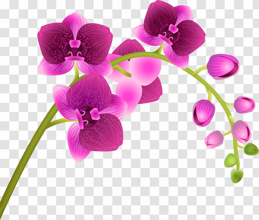 Flower Moth Orchid Petal Violet Pink - Purple - Magenta Transparent PNG