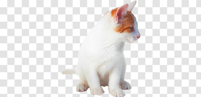 Domestic Short-haired Cat Kitten Turkish Van Japanese Bobtail Aegean Transparent PNG
