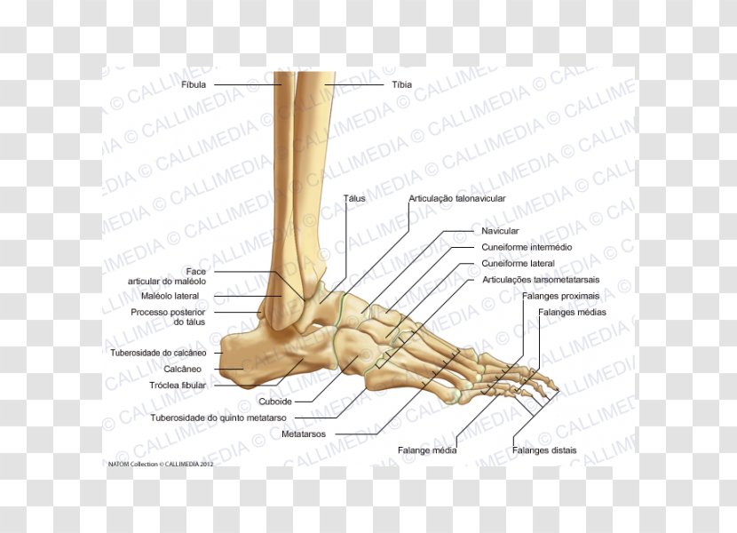 Foot Human Anatomy Bone Joint - Frame Transparent PNG