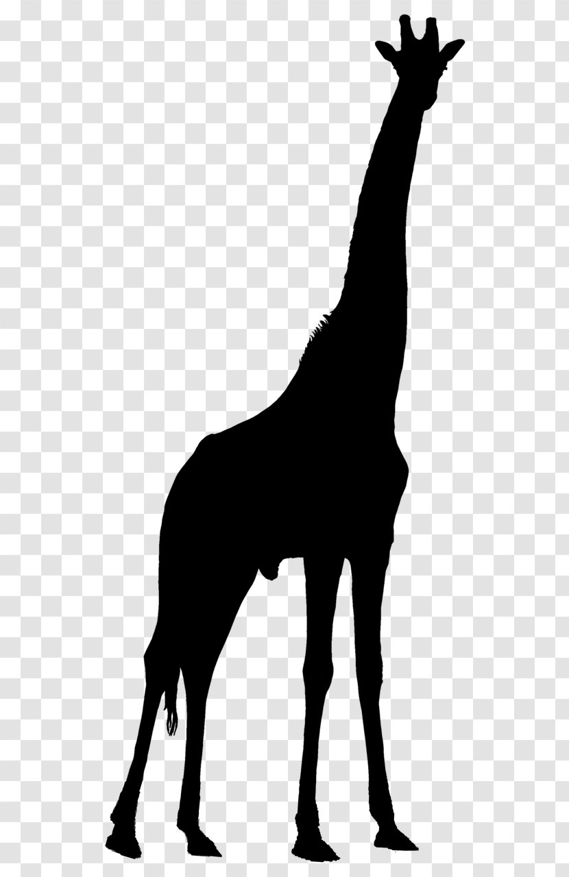 Clip Art Northern Giraffe Okapi - Cartoon Transparent PNG