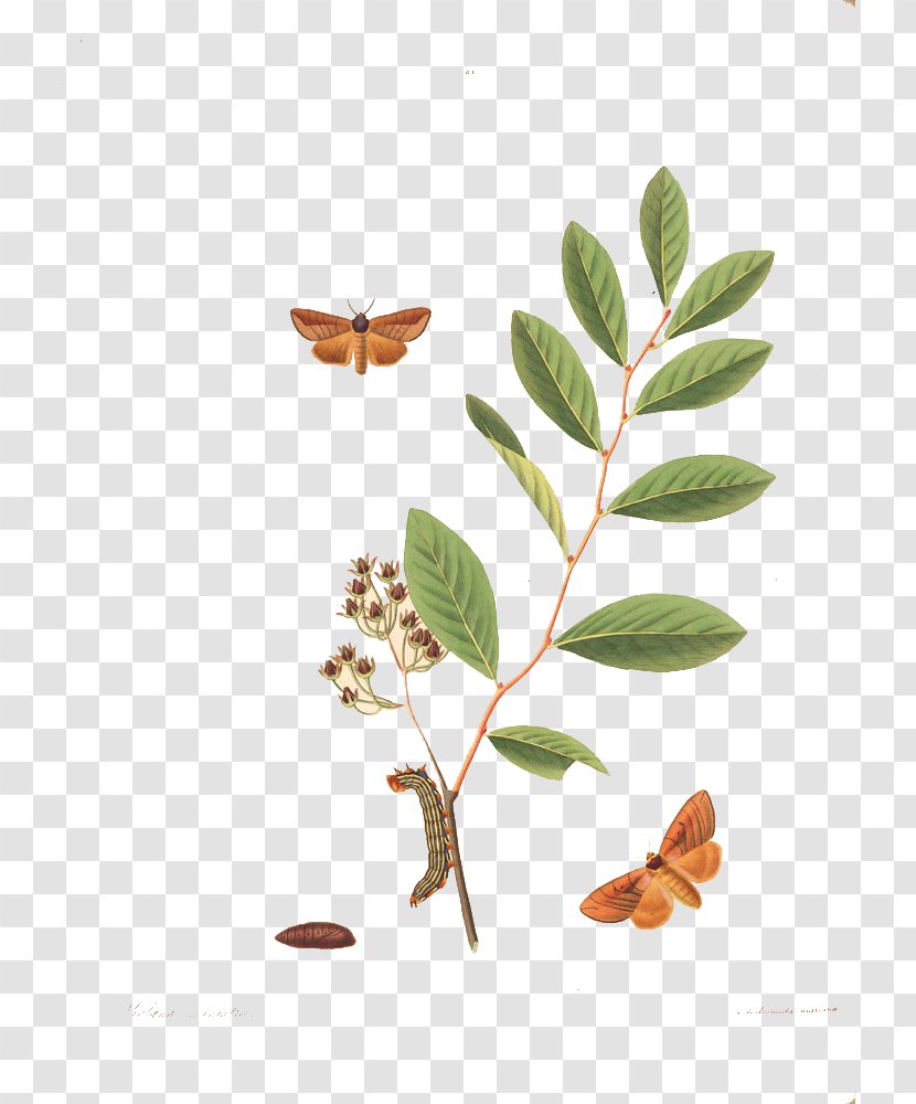 Butterfly Insect Caterpillar Bozzolo - Tree - And Buckle Clip Free HD Transparent PNG