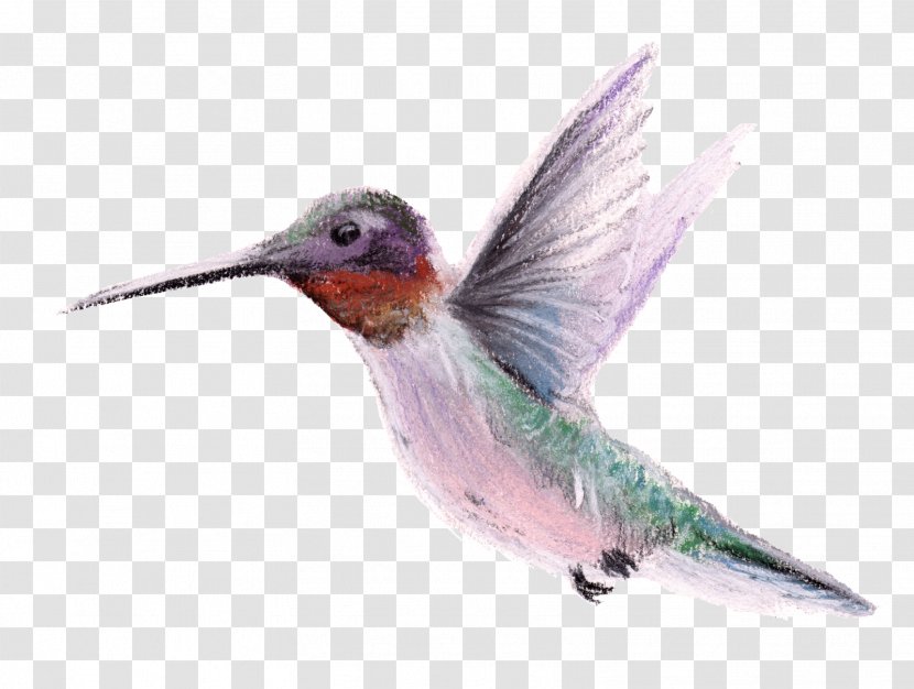 Hummingbird Beak Fauna Wing - Feather - Humming Bird Transparent PNG