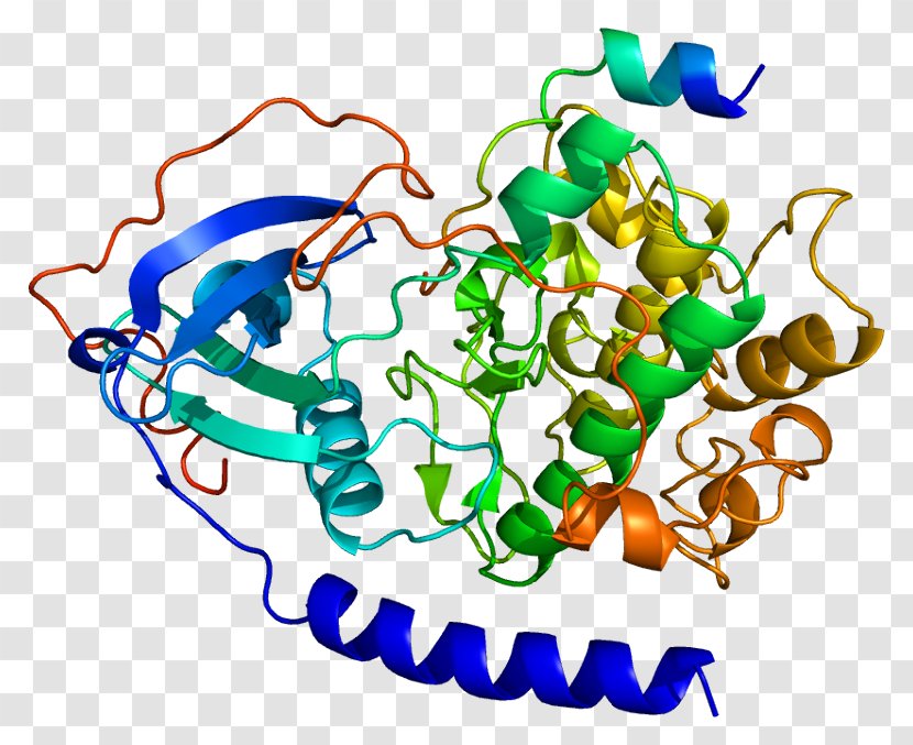 PRKACA Protein Kinase A PRKACB Subunit Transparent PNG