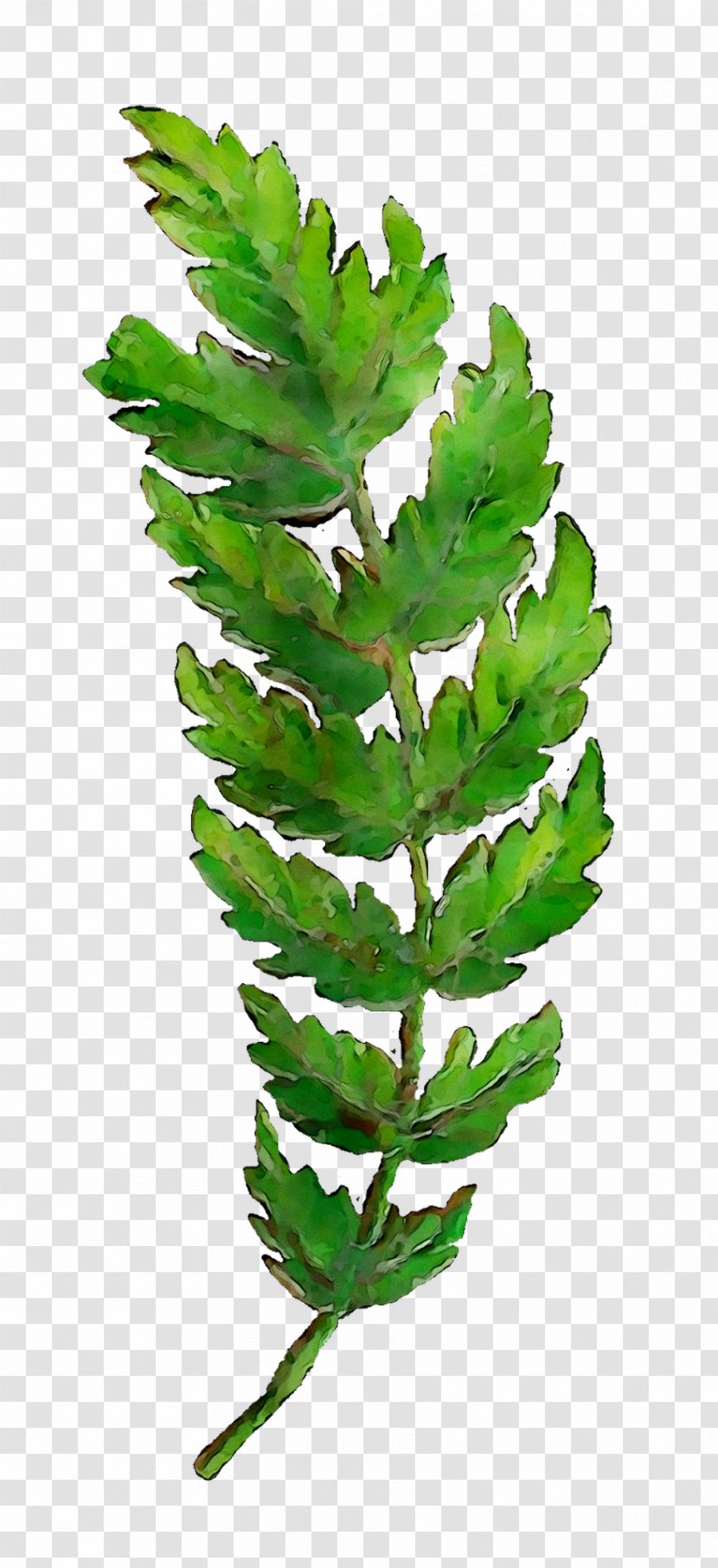 Fern Leaf Plant Stem Tree Plants - Lovage Transparent PNG