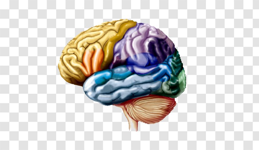 Lobes Of The Brain Cerebral Hemisphere Frontal Lobe Parietal - Cartoon Transparent PNG
