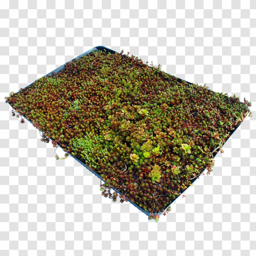 Lawn Groundcover Garden Sod Stonecrop Transparent PNG