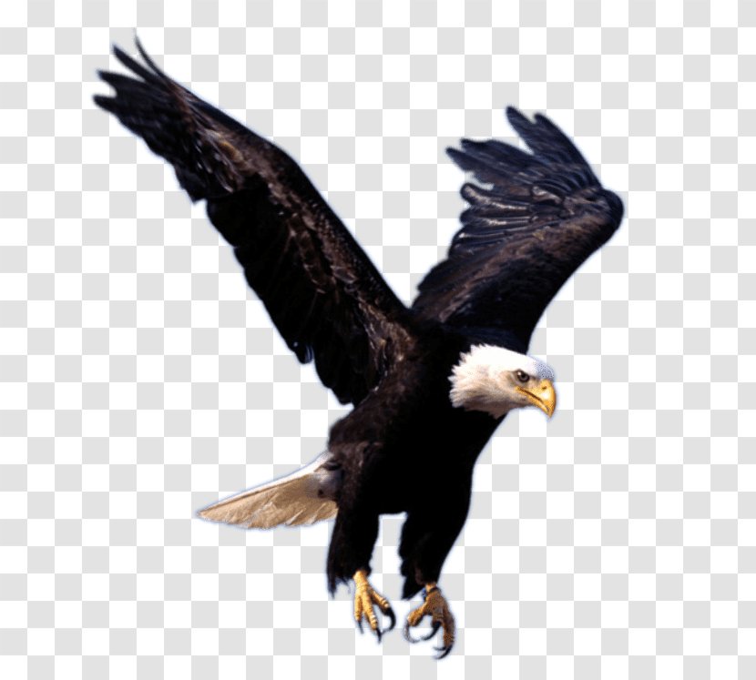 Bald Eagle Clip Art - Image Resolution Transparent PNG