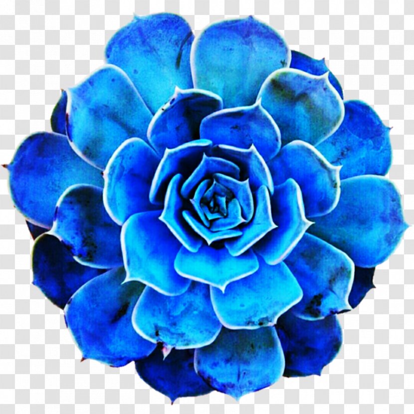 Blue Rose Cobalt Turquoise - Cut Flowers - Suculent Transparent PNG