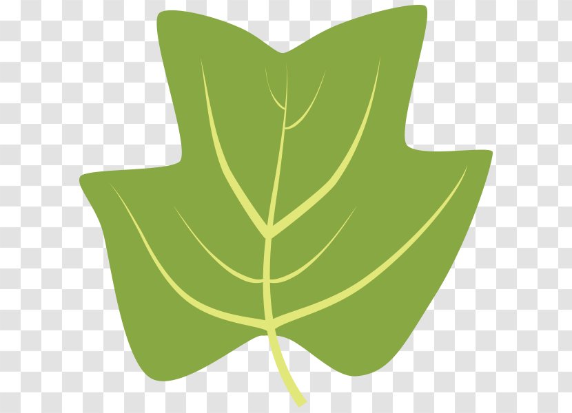 Leaf Tree Silver Maple Bur Oak Sweetgum - Pinus Nigra Transparent PNG