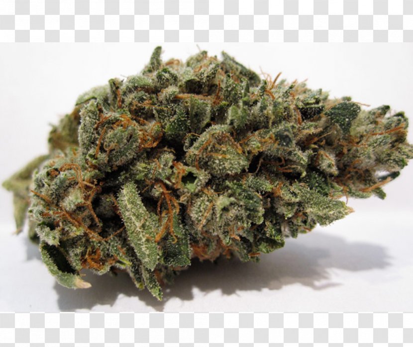 Kush Cannabis Luke Skywalker Hash Oil Blue Dream - Hemp Family - Weed Transparent PNG