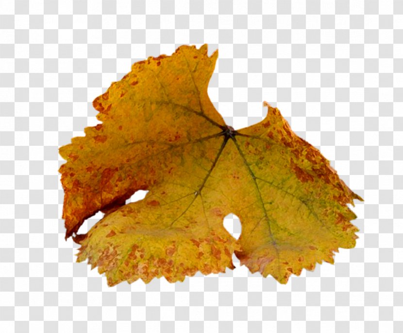 Maple Leaf Autumn Yellow - Leaves Transparent PNG
