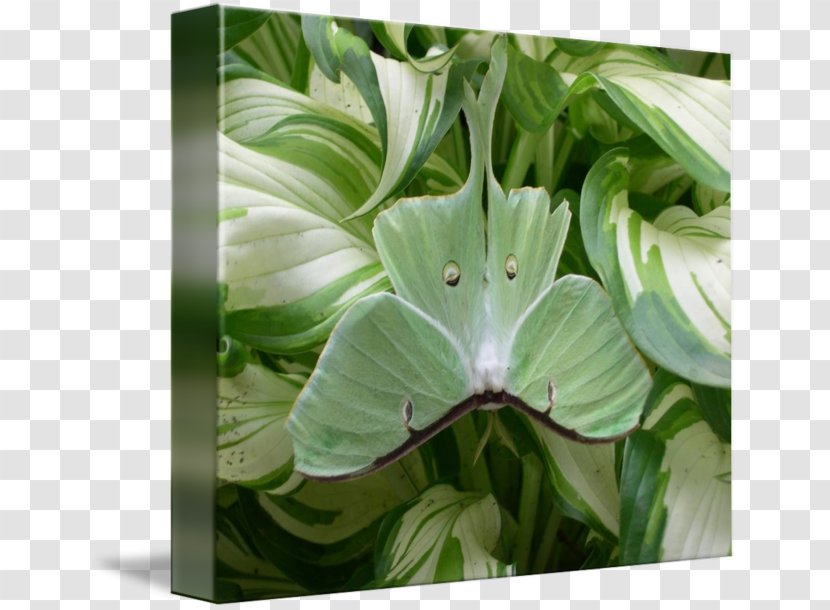 Leaf Luna Moth Duvet Clothing - Plant Transparent PNG