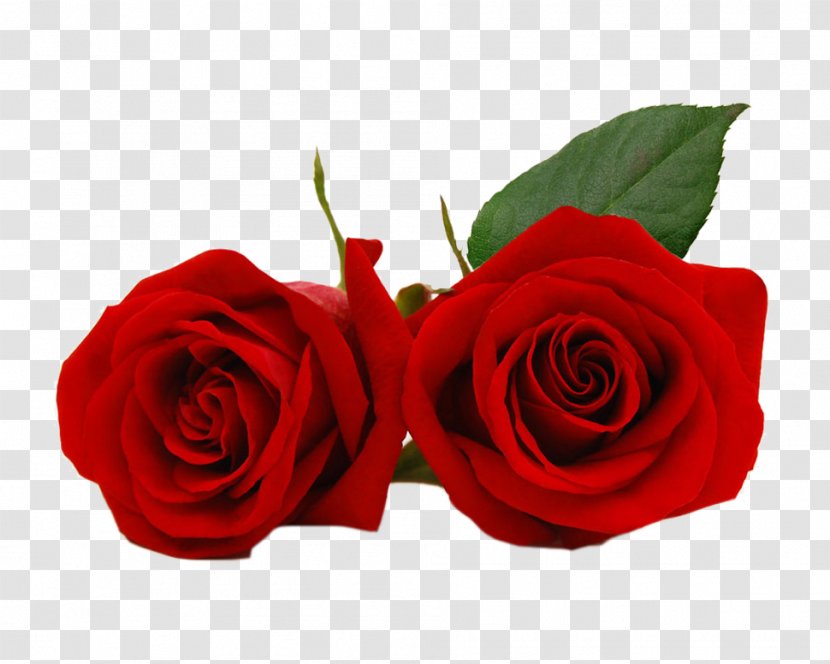 Valentine's Day Rose Flower Heart Greeting & Note Cards - Floribunda - Red Transparent PNG