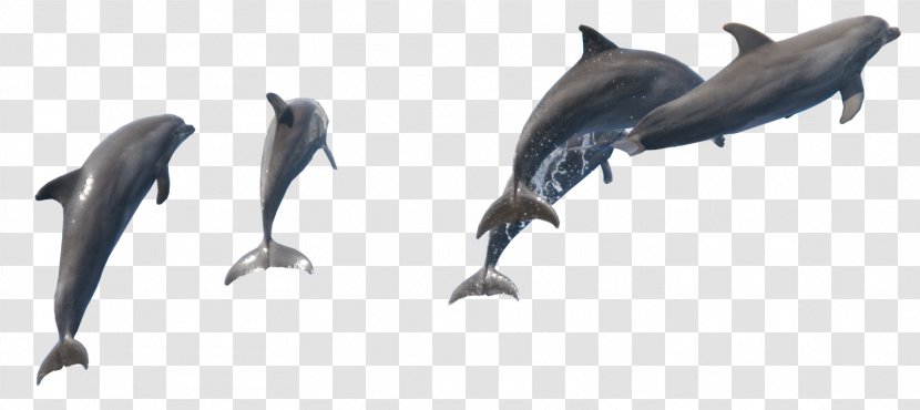 Common Bottlenose Dolphin Porpoise Wholphin Tucuxi Short-beaked - Marine Mammal - Dolphins Transparent PNG