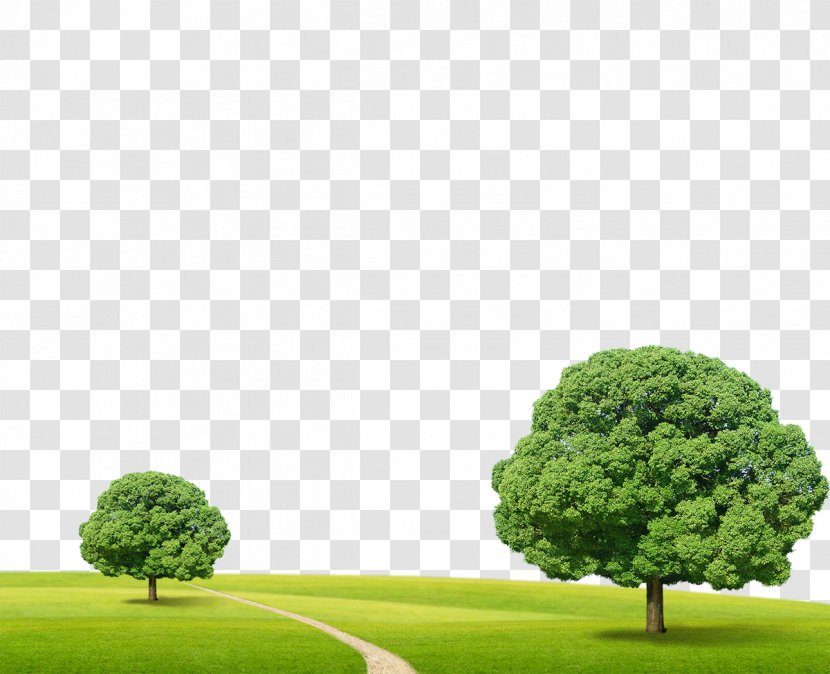 Tree Clip Art - Grass - Green Trees Transparent PNG
