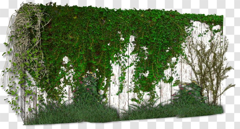 Vine Wall Plant PhotoScape Birch Transparent PNG