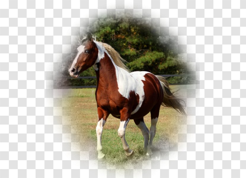 Mane Mustang Stallion Mare Pony - Horse Tack Transparent PNG