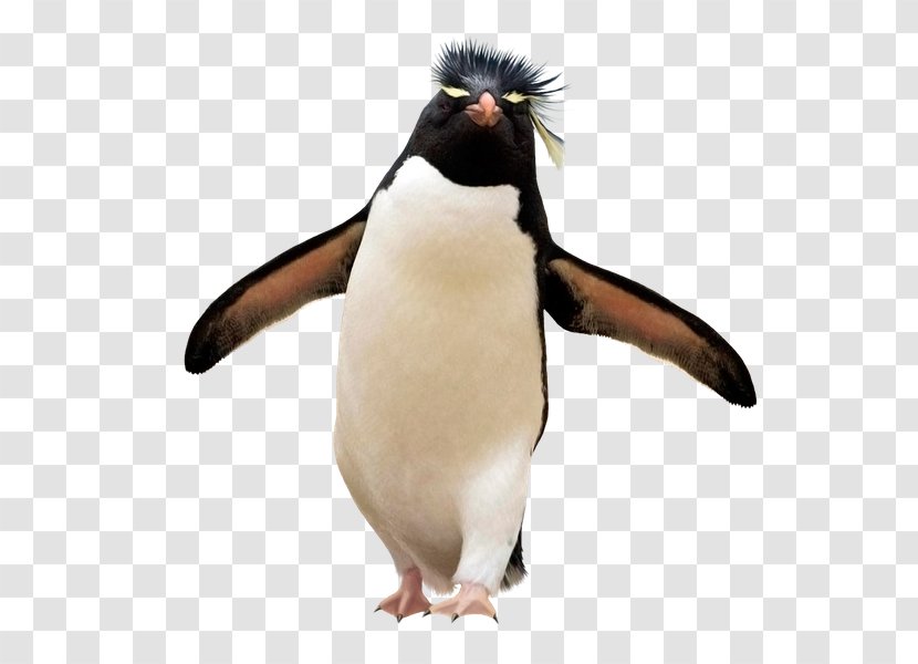 Southern Rockhopper Penguin Falkland Islands Yandex Search - Flightless Bird Transparent PNG