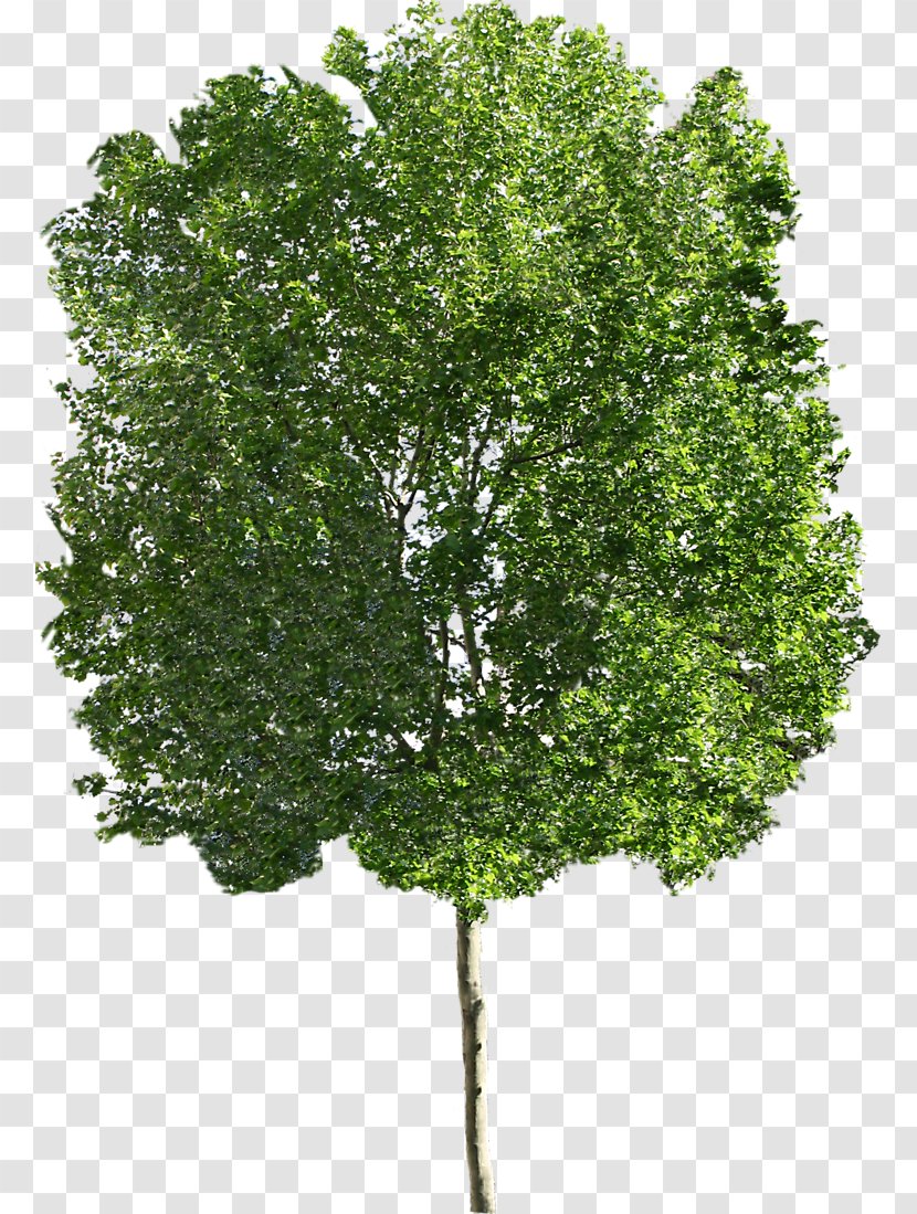 Ohio Buckeye Sugar Maple Tree Clip Art - Plant - Trees Transparent PNG