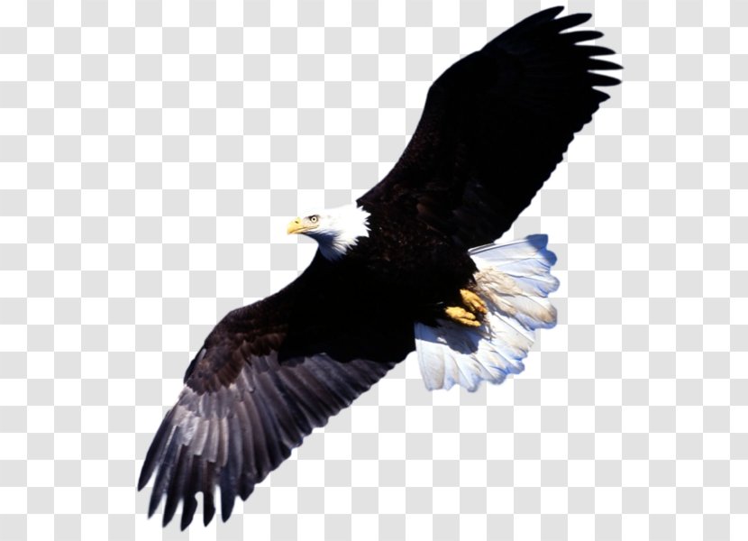 Bald Eagle Desktop Wallpaper Bird - Accipitriformes Transparent PNG