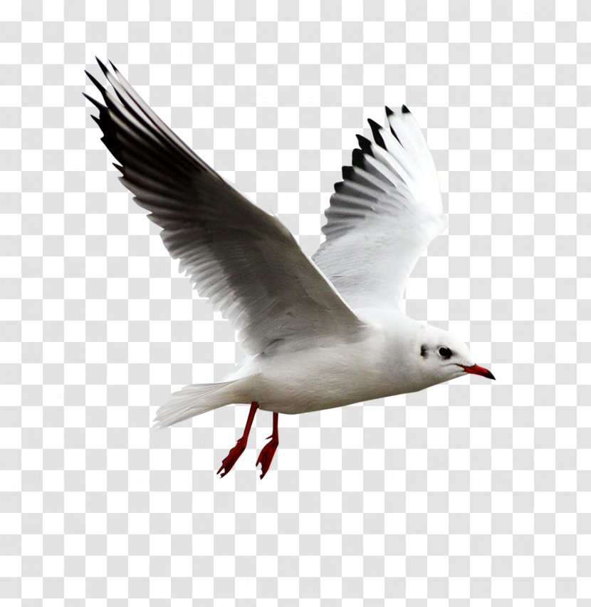 Bird Gulls European Herring Gull Clip Art - Shorebird Transparent PNG