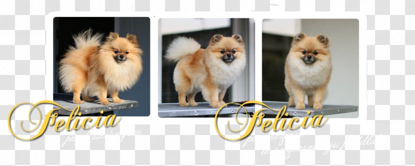 German Spitz Mittel Klein Finnish Pomeranian Eurasier - Dog Breed Group - ınjun Transparent PNG