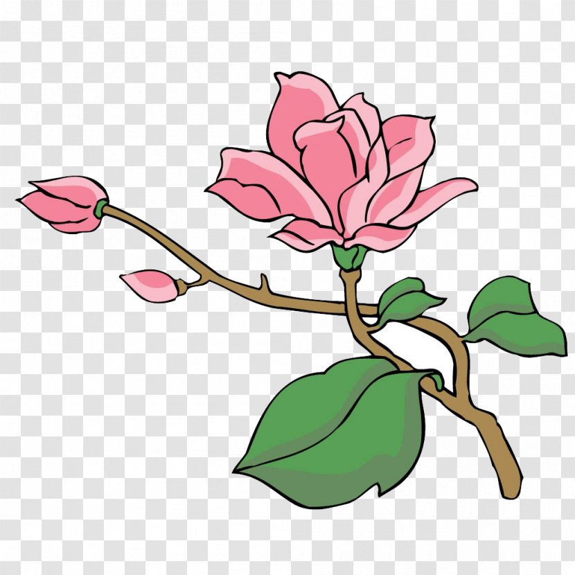 Magnolia Tree Euclidean Vector - Rose Family Transparent PNG