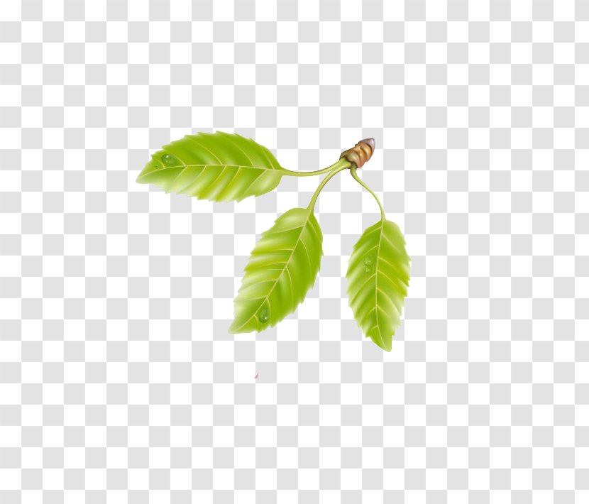 Green Cherry Clip Art - Plant - Emerald Leaves Transparent PNG