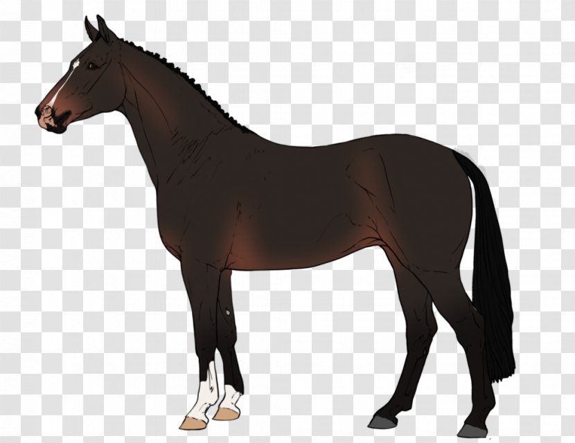 Equestrian Mustang Stallion Warmblood Akhal-Teke - Mammal Transparent PNG