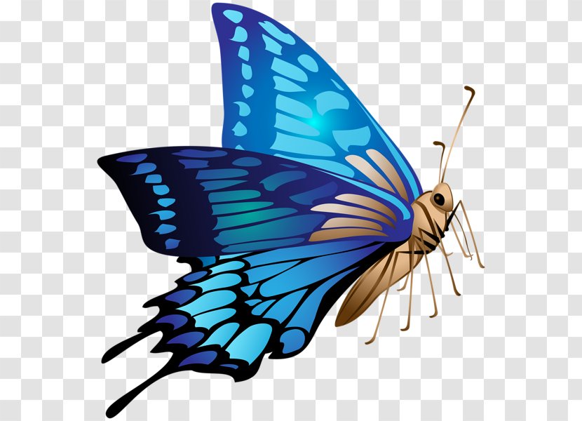 Monarch Butterfly Clip Art Image - Invertebrate - Buterflies Badge Transparent PNG