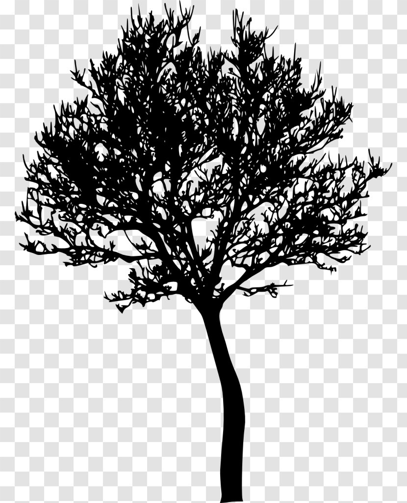 Clip Art - Arecaceae - Tree Transparent PNG