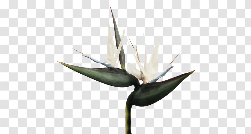 Agave Strelitzia Nicolai Bird Of Paradise Flower Flowering Plant - Tropical Rainforest - Reginae Transparent PNG