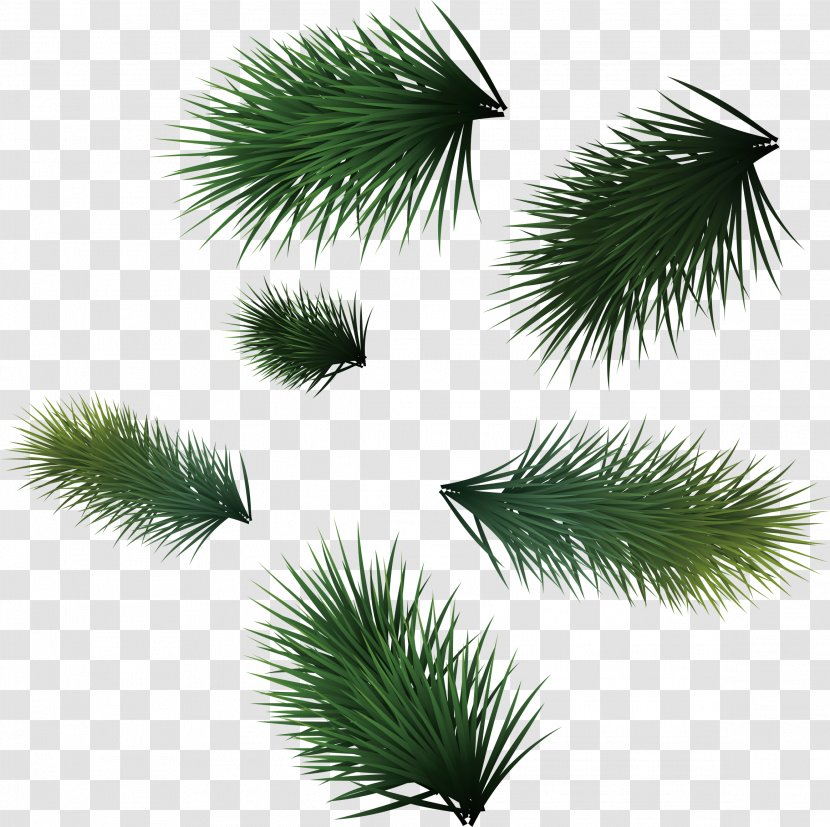 Christmas Leaf Icon - Pinaceae - Green Pine Needles Transparent PNG