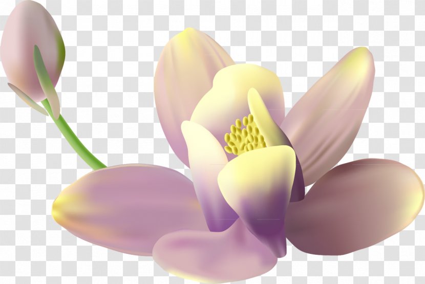 Lilac Download Clip Art - Moth Orchid Transparent PNG