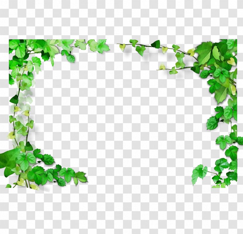 Green Leaf Color White Picture Frames - Ivy Family Vine Transparent PNG