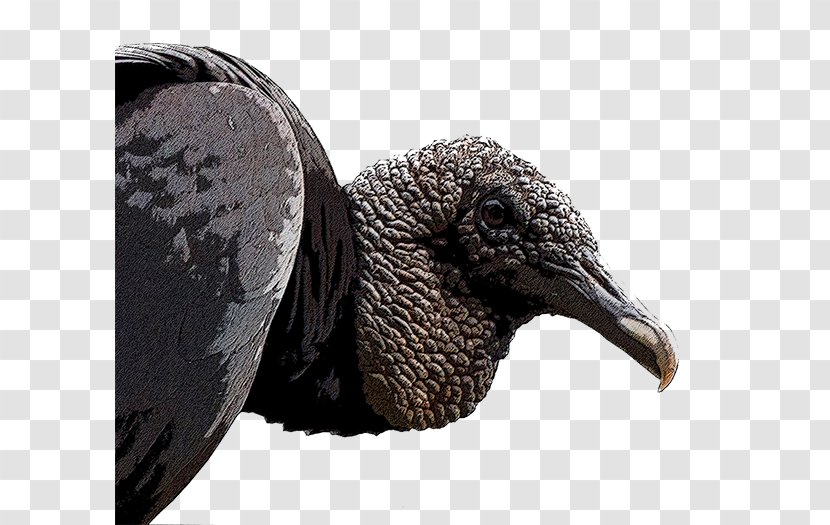 New World Vultures Black Vulture Old Bird Beak - Heart Transparent PNG