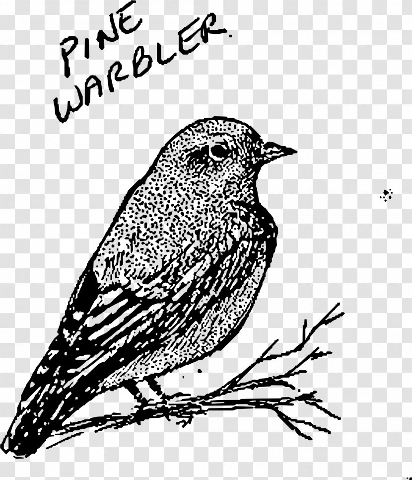 House Sparrow New World Warbler Bird Finch Drawing - Pine Clipart Transparent PNG
