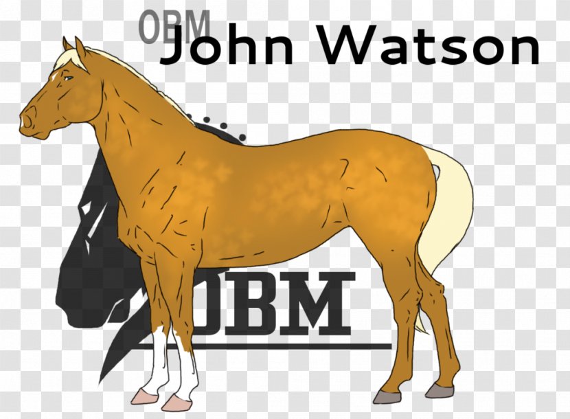 Mustang Stallion Foal Colt Mare - John Watson Transparent PNG
