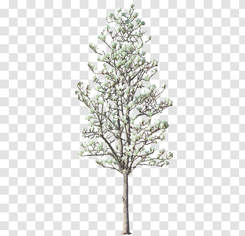 Tree Livistona Chinensis Woody Plant Twig - Shrub - Ws Transparent PNG