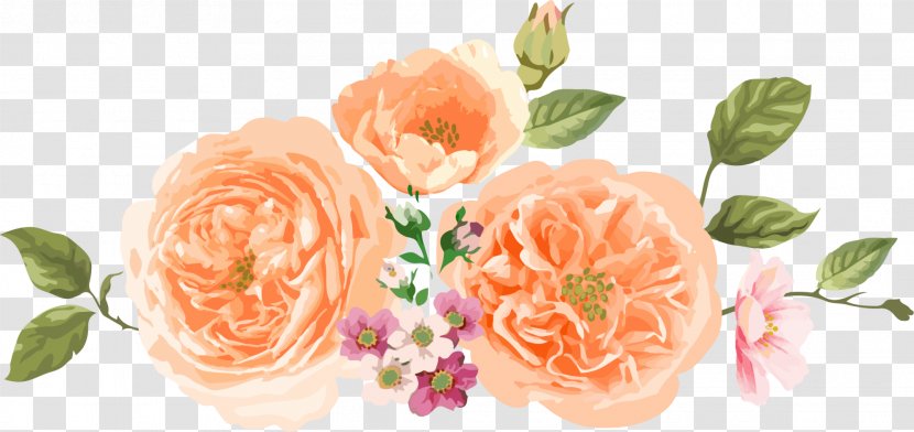 Garden Roses Centifolia Flower Orange - Plant - Simple Flowers Transparent PNG