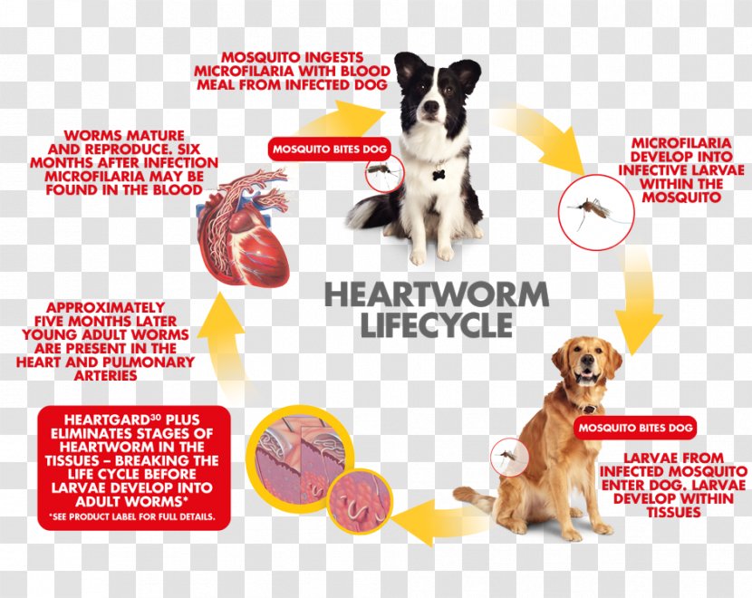 Dog Breed Heartworm Puppy Veterinarian - Medical Diagnosis Transparent PNG