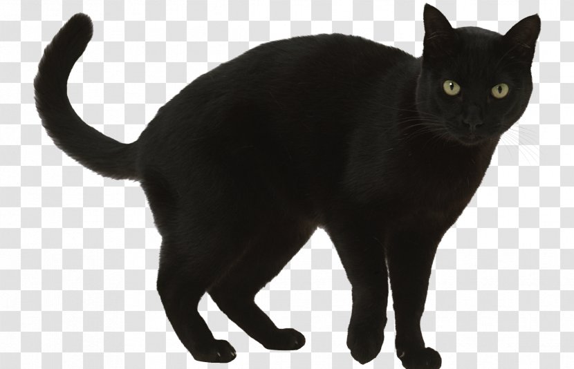 Black Cat Superstition A Wolf Called Romeo Clip Art - German Rex Transparent PNG