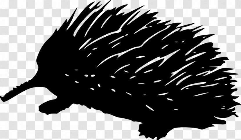 Hedgehog Black And White Wing - Mammal Transparent PNG