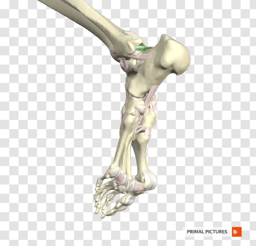 Posterior Talofibular Ligament Ankle Joint Anterior - Flashcard Transparent PNG