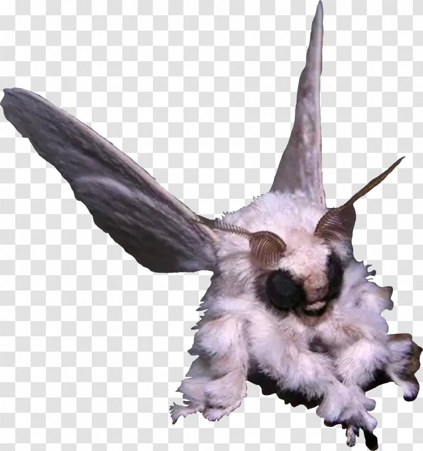 Venezuelan Poodle Moth Queen Of Science Animal - Insect Transparent PNG