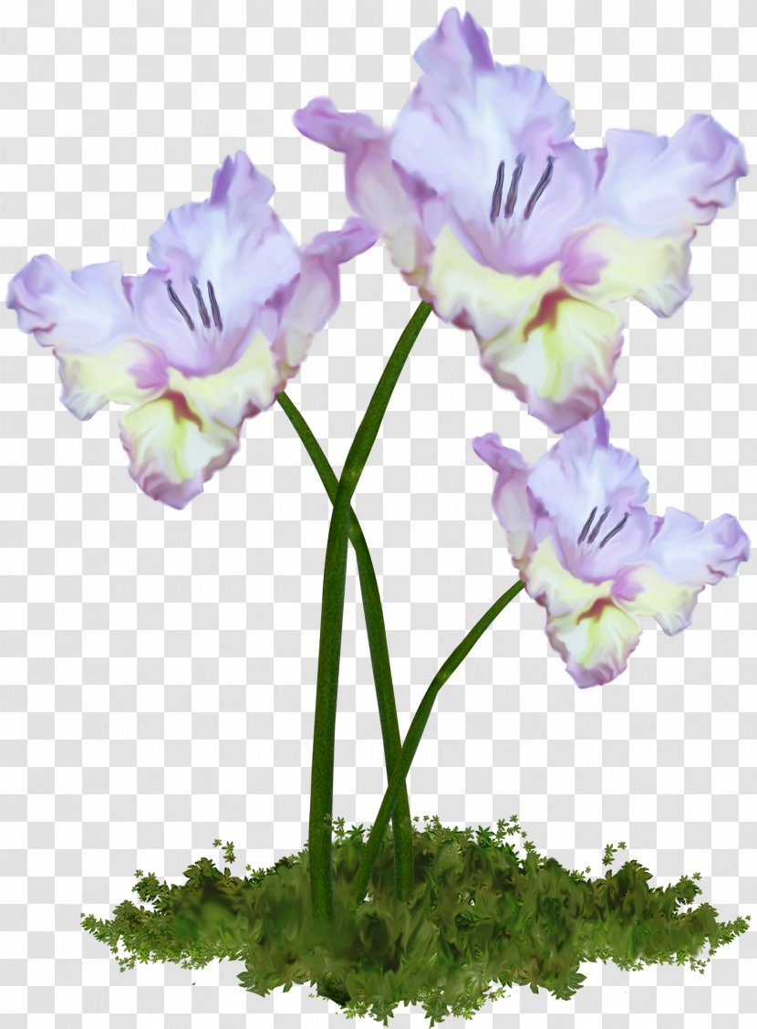 Cut Flowers Plant Stem - Moth Orchid - Spring Transparent PNG