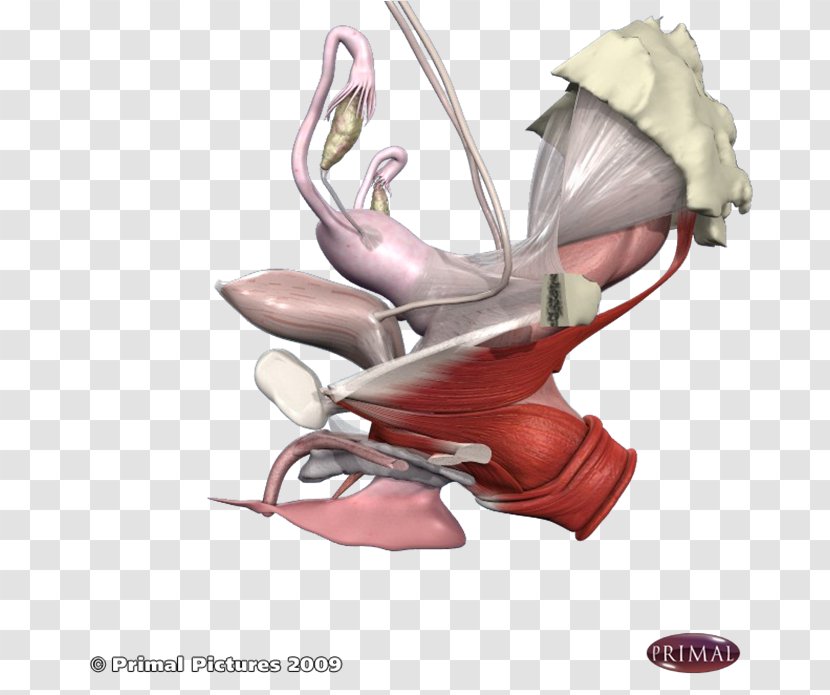 Pelvic Floor Dysfunction Physical Therapy Pelvis - Arm - Health Transparent PNG