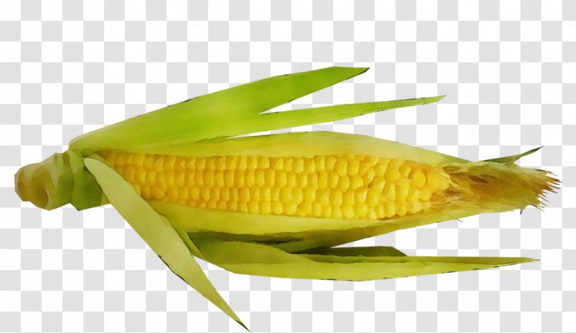Corn On The Cob Sweet Yellow Fish - Plant - Cuisine Vegetable Transparent PNG