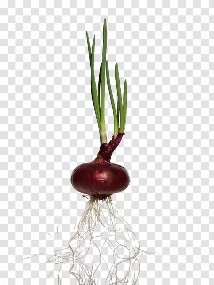Red Onion Vegetable - And Plant Transparent PNG
