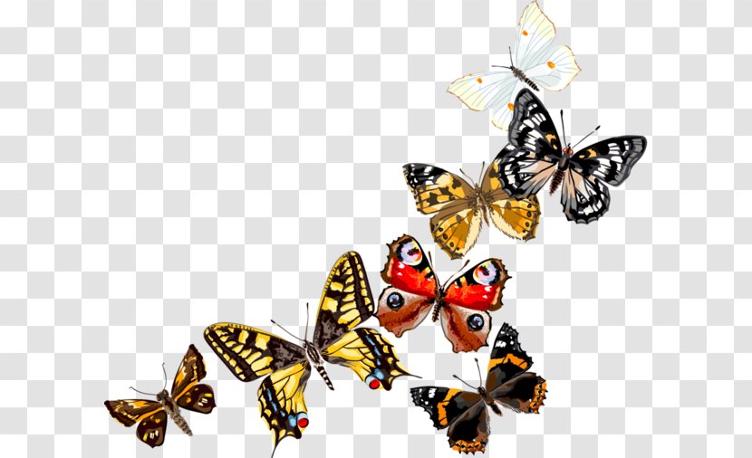 Monarch Butterfly Pieridae Insect Clip Art - Painting Transparent PNG